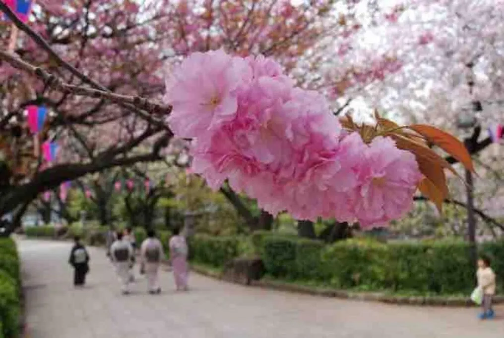 Nishisugamo Full Renovated House Next To A Cherry Blossom Park Tokyo Japan