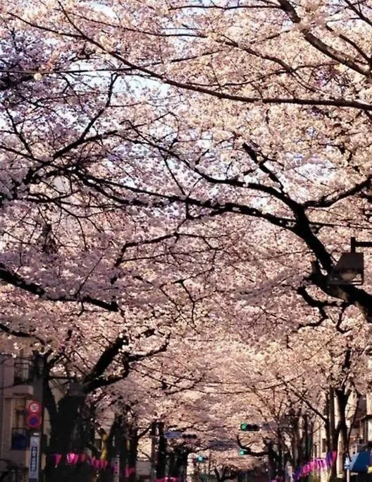 טוקיו Nishisugamo Full Renovated House Next To A Cherry Blossom Park 0*,  יפן